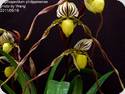 Paph. bellatulum x philippinense